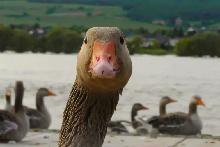 gans